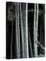 Bamboo Forest, Kyoto, Japan-Dave Bartruff-Stretched Canvas
