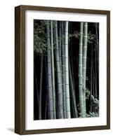 Bamboo Forest, Kyoto, Japan-Dave Bartruff-Framed Photographic Print