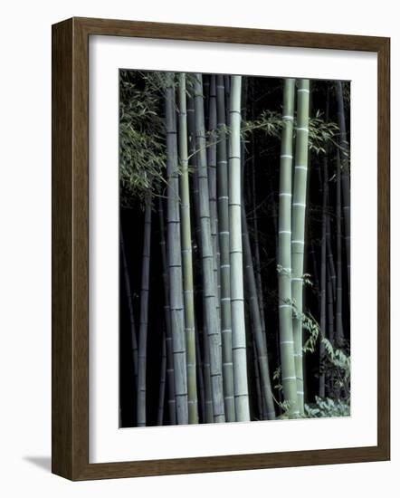 Bamboo Forest, Kyoto, Japan-Dave Bartruff-Framed Photographic Print