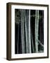 Bamboo Forest, Kyoto, Japan-Dave Bartruff-Framed Photographic Print