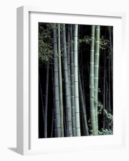 Bamboo Forest, Kyoto, Japan-Dave Bartruff-Framed Photographic Print