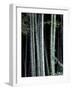 Bamboo Forest, Kyoto, Japan-Dave Bartruff-Framed Photographic Print