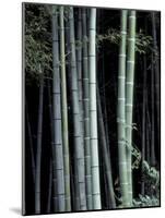 Bamboo Forest, Kyoto, Japan-Dave Bartruff-Mounted Photographic Print