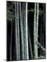 Bamboo Forest, Kyoto, Japan-Dave Bartruff-Mounted Photographic Print