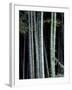 Bamboo Forest, Kyoto, Japan-Dave Bartruff-Framed Photographic Print