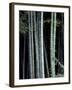 Bamboo Forest, Kyoto, Japan-Dave Bartruff-Framed Photographic Print