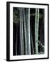 Bamboo Forest, Kyoto, Japan-Dave Bartruff-Framed Photographic Print