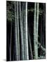 Bamboo Forest, Kyoto, Japan-Dave Bartruff-Mounted Photographic Print