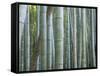 Bamboo Forest, Kyoto, Japan-Gavriel Jecan-Framed Stretched Canvas