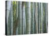 Bamboo Forest, Kyoto, Japan-Gavriel Jecan-Stretched Canvas
