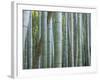 Bamboo Forest, Kyoto, Japan-Gavriel Jecan-Framed Photographic Print