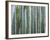 Bamboo Forest, Kyoto, Japan-Gavriel Jecan-Framed Photographic Print