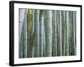 Bamboo Forest, Kyoto, Japan-Gavriel Jecan-Framed Photographic Print