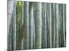 Bamboo Forest, Kyoto, Japan-Gavriel Jecan-Mounted Photographic Print