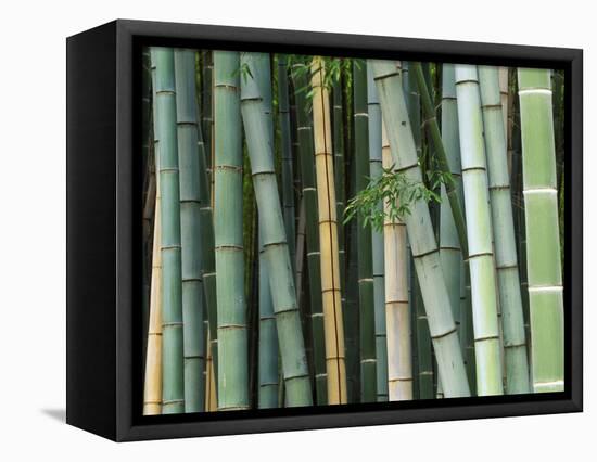 Bamboo Forest, Kyoto, Japan-Rob Tilley-Framed Stretched Canvas