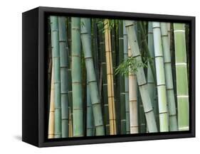 Bamboo Forest, Kyoto, Japan-Rob Tilley-Framed Stretched Canvas