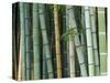 Bamboo Forest, Kyoto, Japan-Rob Tilley-Stretched Canvas