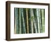 Bamboo Forest, Kyoto, Japan-Rob Tilley-Framed Photographic Print