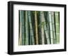 Bamboo Forest, Kyoto, Japan-Rob Tilley-Framed Photographic Print