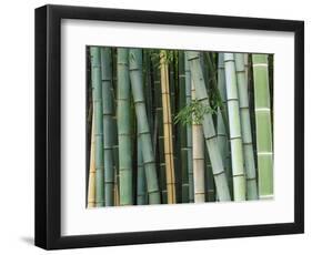 Bamboo Forest, Kyoto, Japan-Rob Tilley-Framed Photographic Print