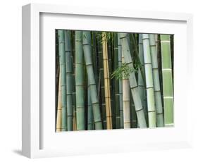 Bamboo Forest, Kyoto, Japan-Rob Tilley-Framed Photographic Print