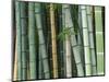 Bamboo Forest, Kyoto, Japan-Rob Tilley-Mounted Photographic Print