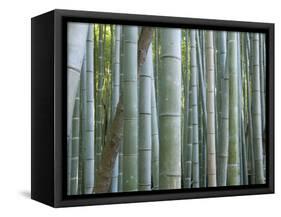 Bamboo Forest, Kyoto, Japan-Gavriel Jecan-Framed Stretched Canvas