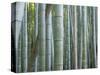 Bamboo Forest, Kyoto, Japan-Gavriel Jecan-Stretched Canvas