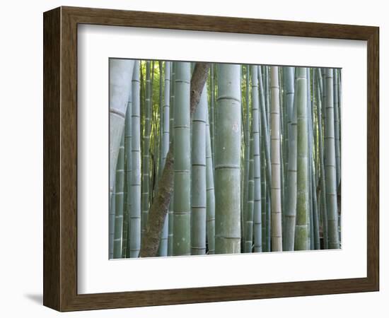 Bamboo Forest, Kyoto, Japan-Gavriel Jecan-Framed Photographic Print