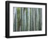 Bamboo Forest, Kyoto, Japan-Gavriel Jecan-Framed Photographic Print