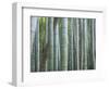 Bamboo Forest, Kyoto, Japan-Gavriel Jecan-Framed Photographic Print