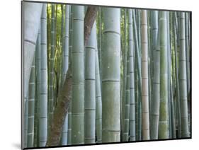 Bamboo Forest, Kyoto, Japan-Gavriel Jecan-Mounted Photographic Print