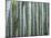 Bamboo Forest, Kyoto, Japan-Gavriel Jecan-Mounted Photographic Print