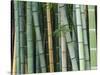 Bamboo Forest, Kyoto, Japan-Rob Tilley-Stretched Canvas