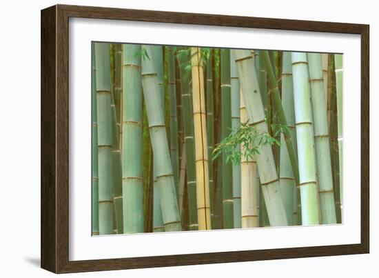 Bamboo Forest, Kyoto, Japan-Rob Tilley-Framed Photographic Print