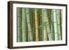 Bamboo Forest, Kyoto, Japan-Rob Tilley-Framed Photographic Print