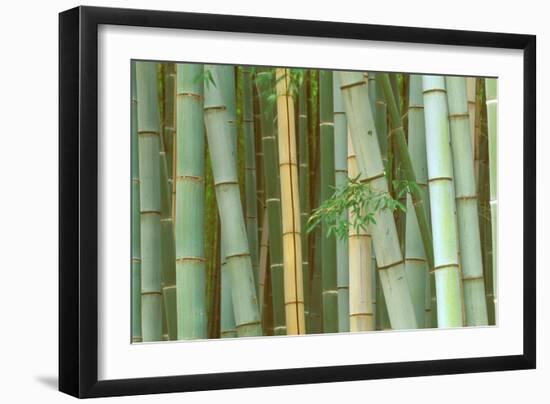 Bamboo Forest, Kyoto, Japan-Rob Tilley-Framed Photographic Print