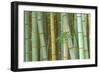 Bamboo Forest, Kyoto, Japan-Rob Tilley-Framed Photographic Print