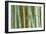 Bamboo Forest, Kyoto, Japan-Rob Tilley-Framed Photographic Print