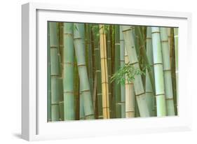 Bamboo Forest, Kyoto, Japan-Rob Tilley-Framed Photographic Print