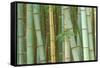 Bamboo Forest, Kyoto, Japan-Rob Tilley-Framed Stretched Canvas