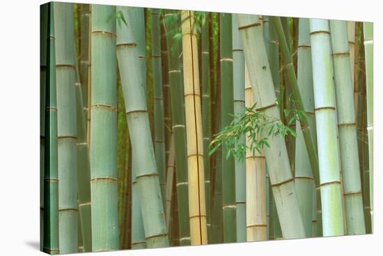 Bamboo Forest, Kyoto, Japan-Rob Tilley-Stretched Canvas