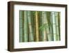 Bamboo Forest, Kyoto, Japan-Rob Tilley-Framed Photographic Print