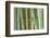 Bamboo Forest, Kyoto, Japan-Rob Tilley-Framed Photographic Print