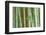 Bamboo Forest, Kyoto, Japan-Rob Tilley-Framed Photographic Print