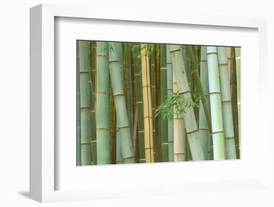 Bamboo Forest, Kyoto, Japan-Rob Tilley-Framed Photographic Print