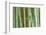 Bamboo Forest, Kyoto, Japan-Rob Tilley-Framed Photographic Print