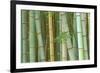 Bamboo Forest, Kyoto, Japan-Rob Tilley-Framed Photographic Print