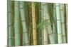 Bamboo Forest, Kyoto, Japan-Rob Tilley-Mounted Photographic Print