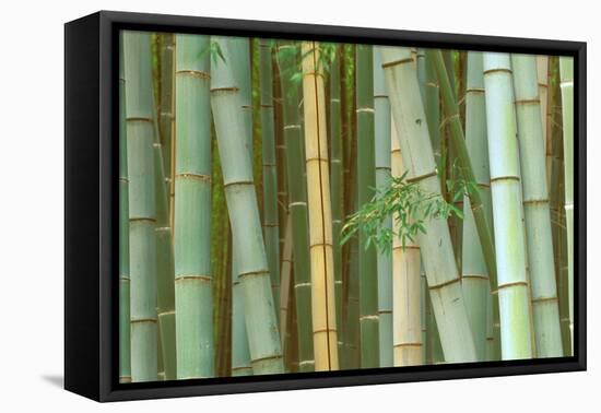 Bamboo Forest, Kyoto, Japan-Rob Tilley-Framed Stretched Canvas